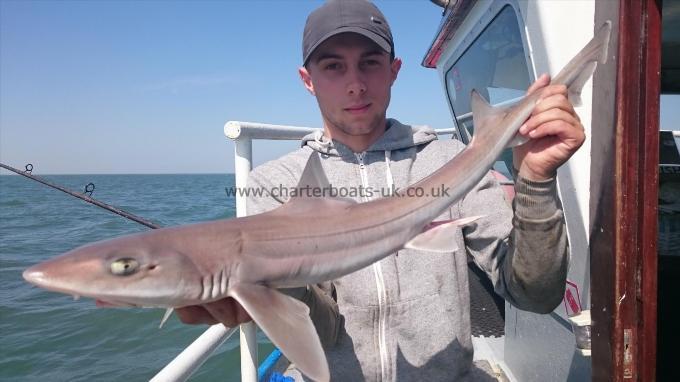 7 lb 2 oz Starry Smooth-hound by Dan from Ramsgate