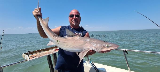 14 lb 4 oz Starry Smooth-hound by Manny