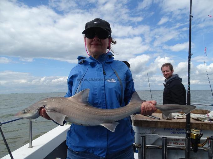 2 oz Smooth-hound by Unknown