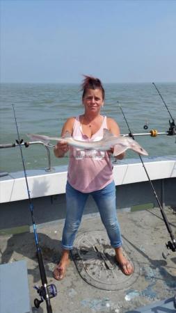 4 lb 12 oz Smooth-hound (Common) by Dawn Parrott