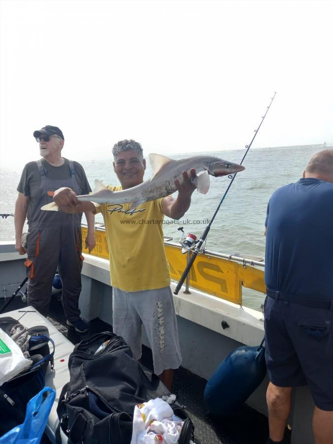 6 lb Smooth-hound by Unknown