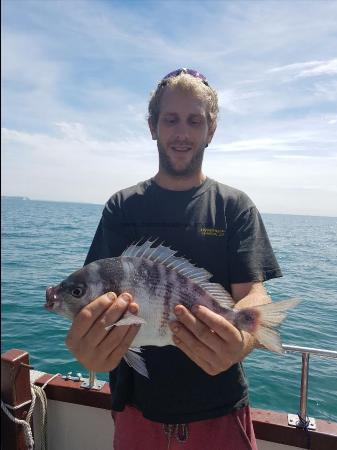 3 lb Black Sea Bream by Unknown