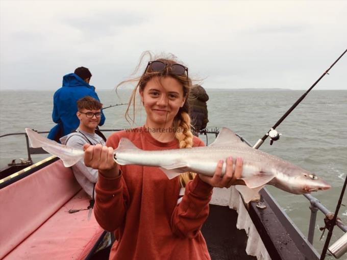 5 lb Starry Smooth-hound by Unknown