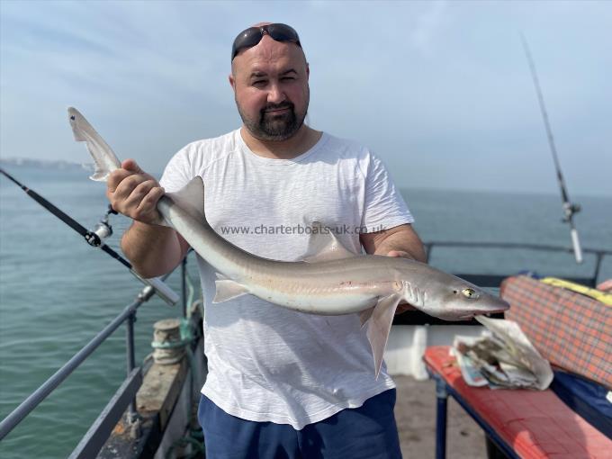 7 lb Smooth-hound (Common) by Unknown