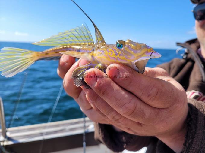 4 oz Dragonet by nick smith