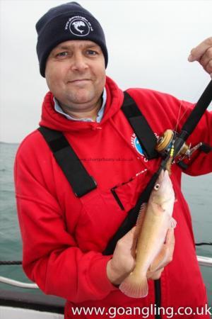 1 lb Cuckoo Wrasse by Lloyd