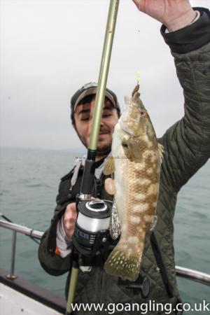 2 lb Ballan Wrasse by Marc