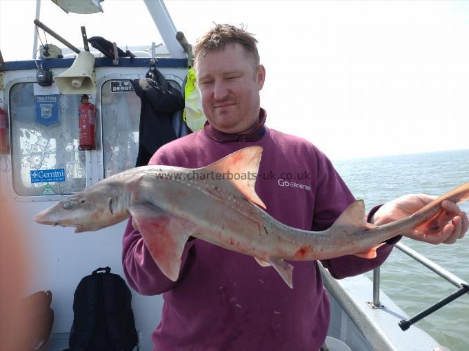 8 lb Smooth-hound (Common) by John