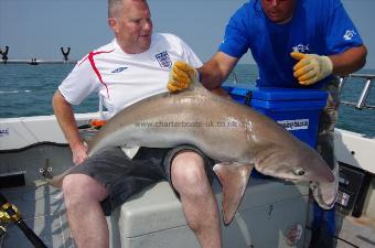 71 lb Tope by Stewart Morrell