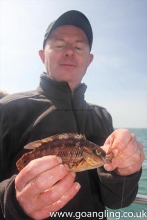 8 oz Corkwing Wrasse by Dan