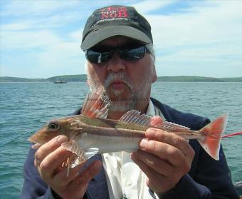 1 lb 2 oz Grey Gurnard by Jim Stone