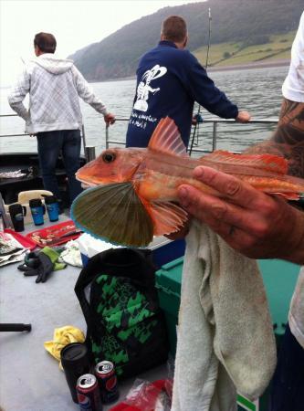 2 lb 2 oz Tub Gurnard by Ian Compton