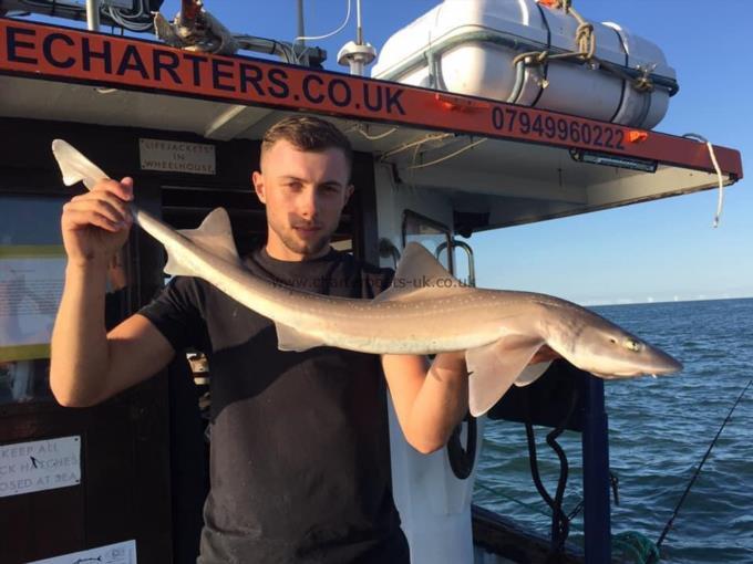 6 lb Smooth-hound (Common) by Unknown