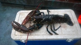 6 lb 5 oz Lobster by Unknown