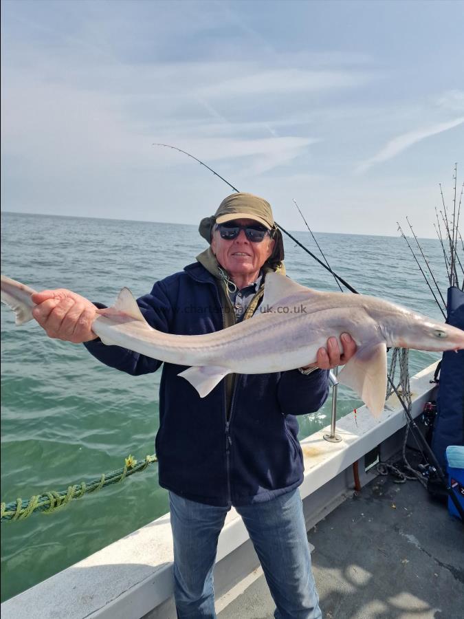 11 lb Starry Smooth-hound by Leon
