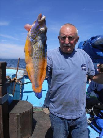 2 lb 1 oz Cuckoo Wrasse by Unknown