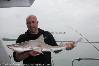 10 lb Starry Smooth-hound by Jeffers
