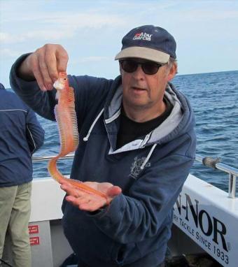 4 oz Red Band Fish by Dave