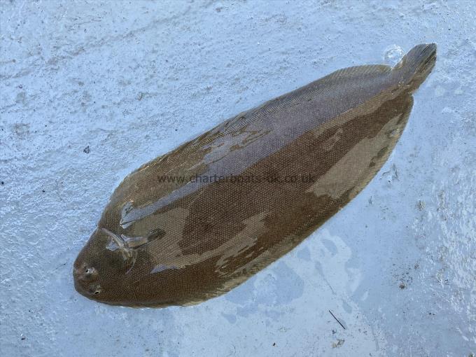 2 lb Dover Sole by Unknown