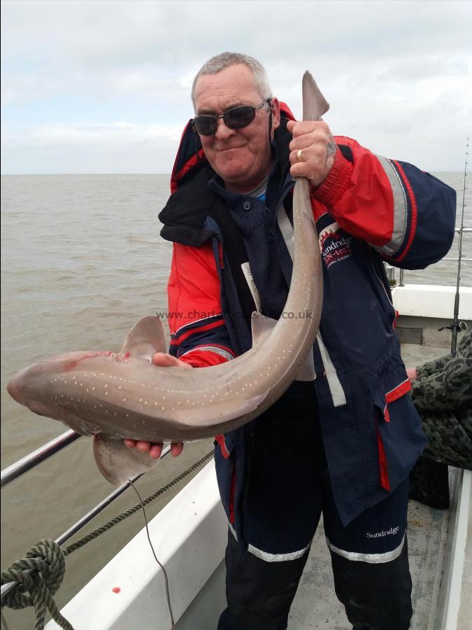 12 lb Smooth-hound (Common) by Brad