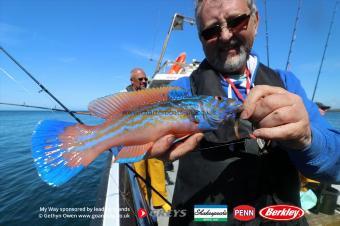 1 lb Cuckoo Wrasse by Paul