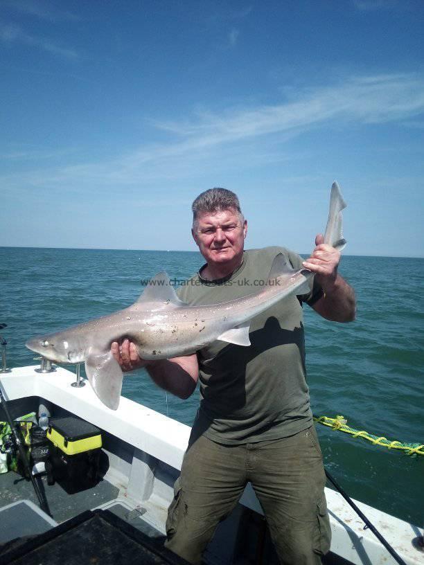 17 lb Smooth-hound (Common) by Les
