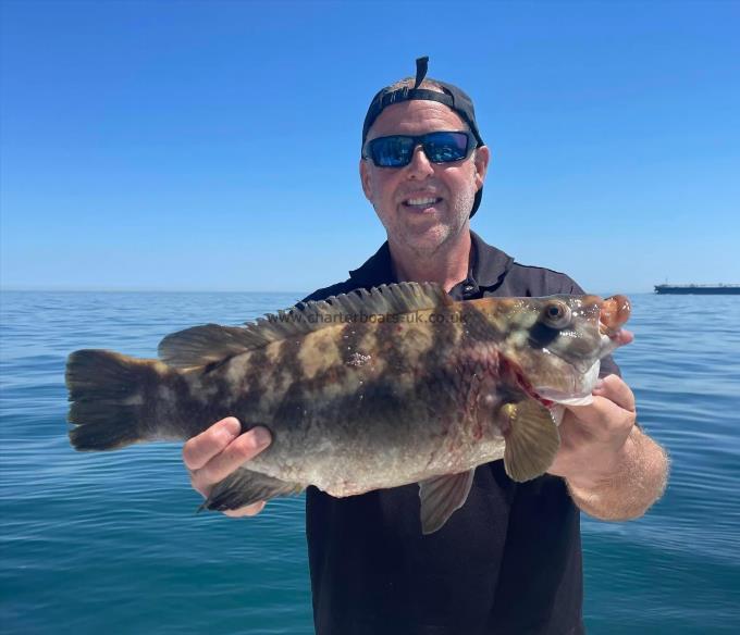 5 lb Ballan Wrasse by Unknown