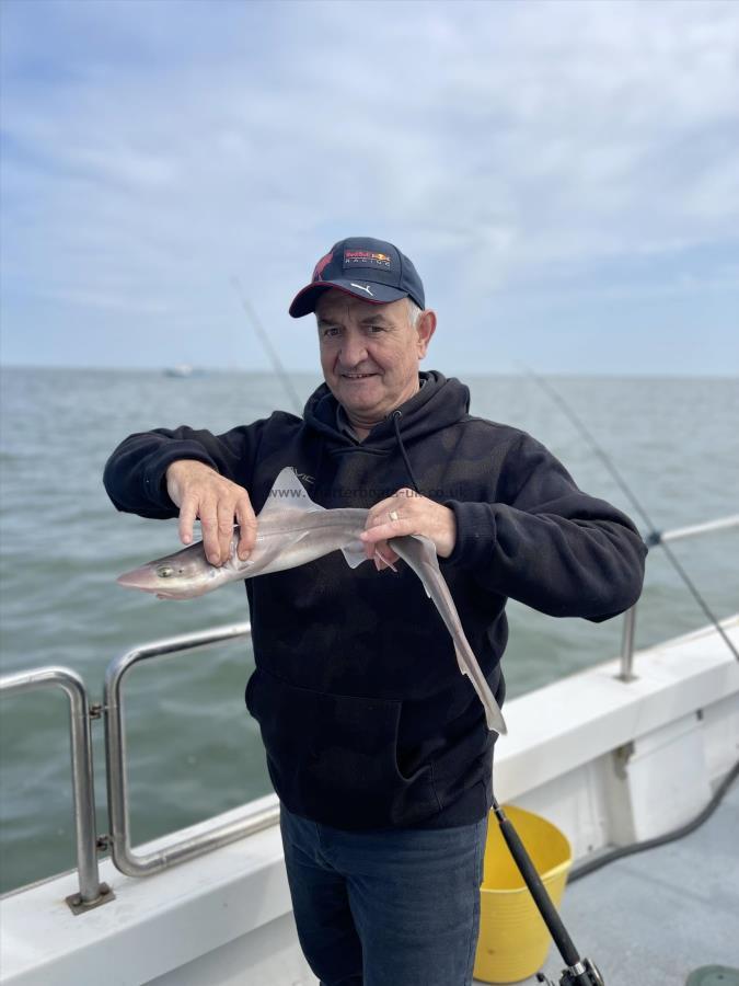 1 lb Smooth-hound by Unknown