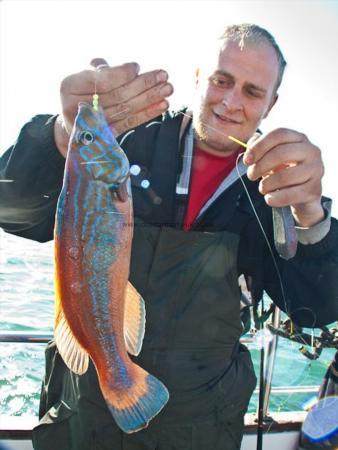 1 lb Cuckoo Wrasse by Manc Man