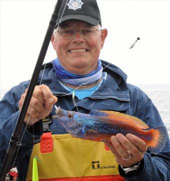 1 lb Cuckoo Wrasse by Andy cleeve