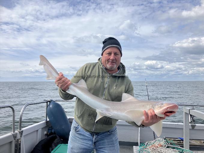 9 lb Smooth-hound by Unknown