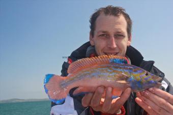 1 lb Cuckoo Wrasse by Mark