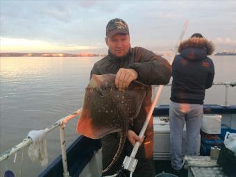 12 lb Thornback Ray by Unknown