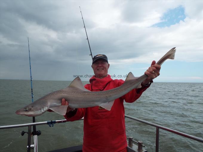 2 oz Smooth-hound by Unknown
