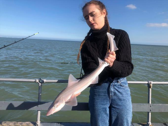 7 lb Starry Smooth-hound by Unknown