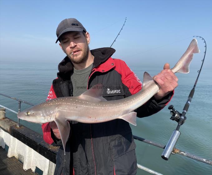 6 lb Smooth-hound (Common) by Unknown