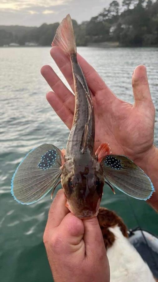 1 lb Tub Gurnard by Unknown