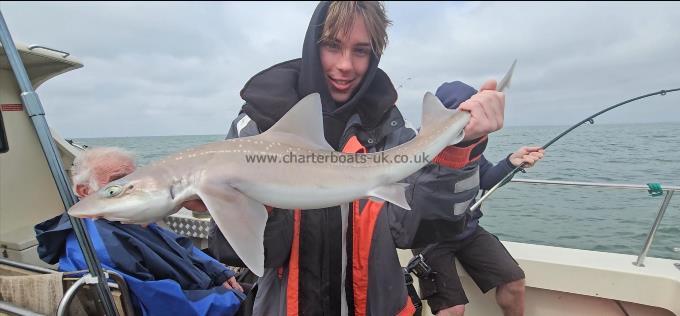 6 lb Starry Smooth-hound by Loise