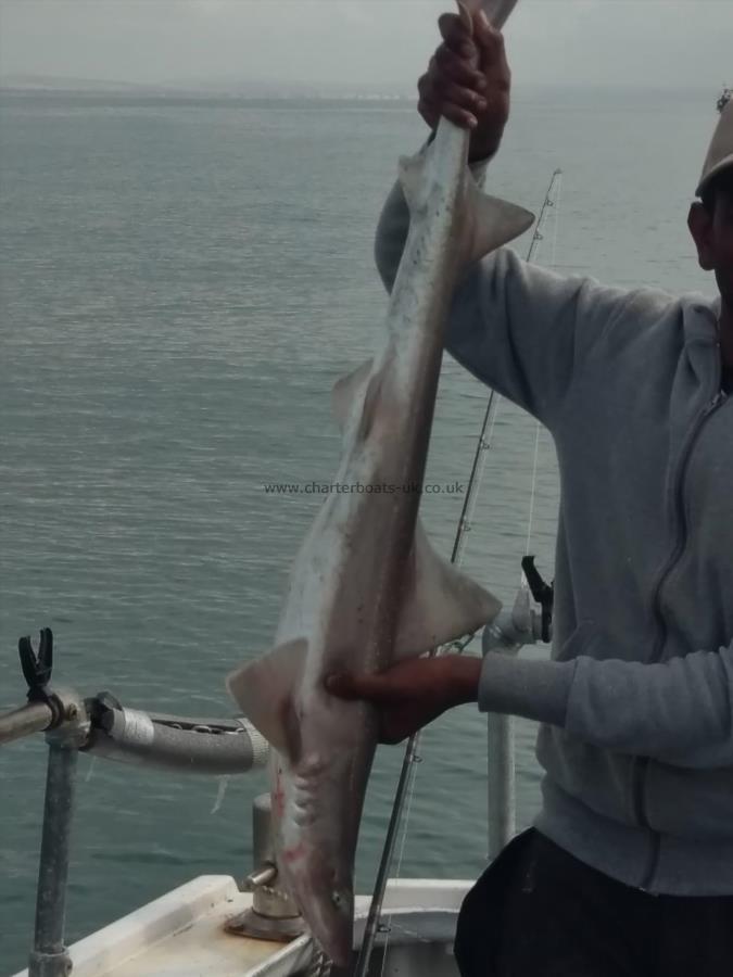 6 lb Smooth-hound by Unknown
