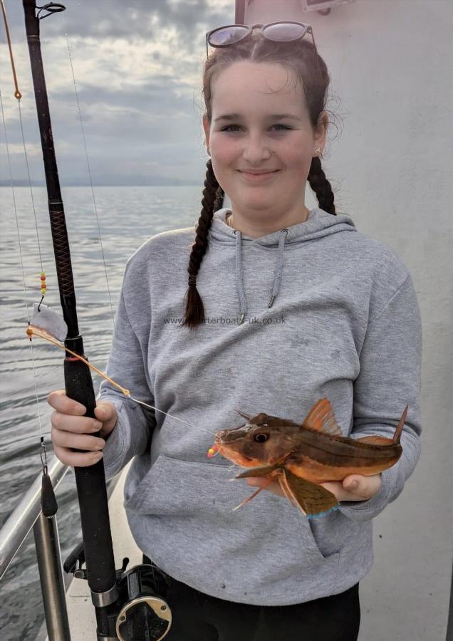 1 lb Tub Gurnard by Darcey