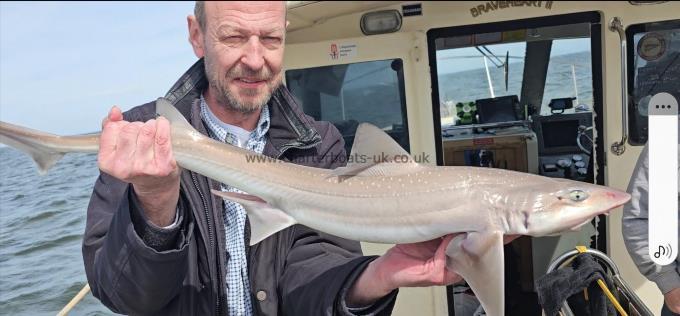 6 lb 2 oz Starry Smooth-hound by Tony