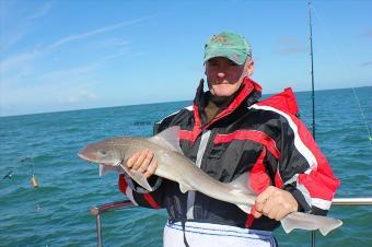 7 lb Starry Smooth-hound by Bob