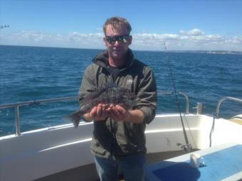 1 lb 8 oz Black Sea Bream by Unknown