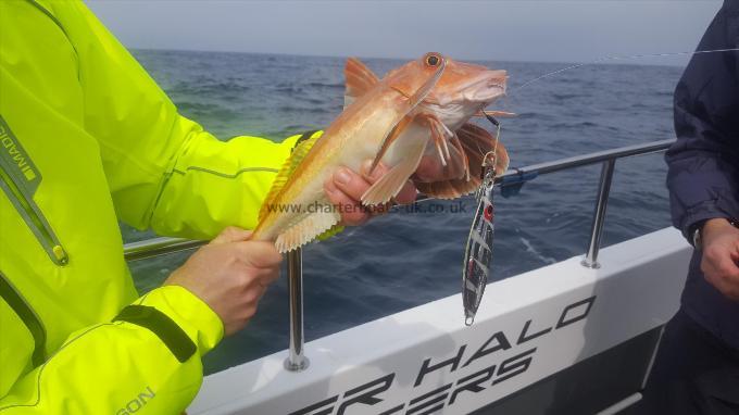 2 lb Red Gurnard by Ben