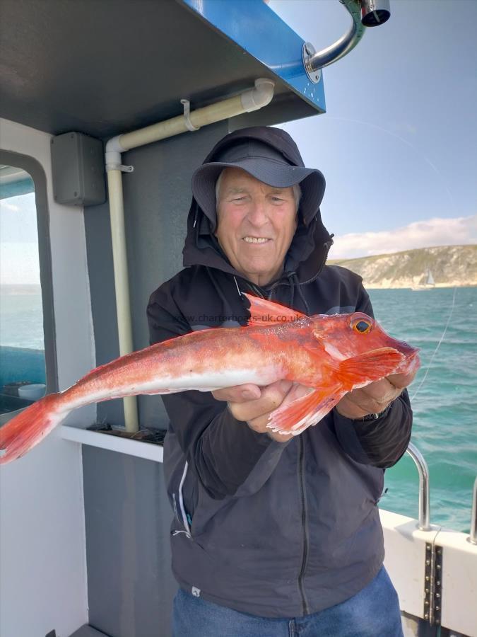 1 lb 10 oz Red Gurnard by Rex Swansbury