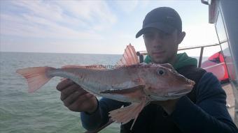 4 lb Tub Gurnard by Dan from Ramsgate