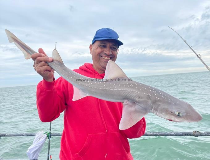 7 lb Starry Smooth-hound by Unknown