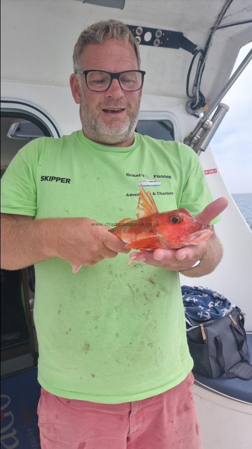 1 lb 4 oz Red Gurnard by Grant