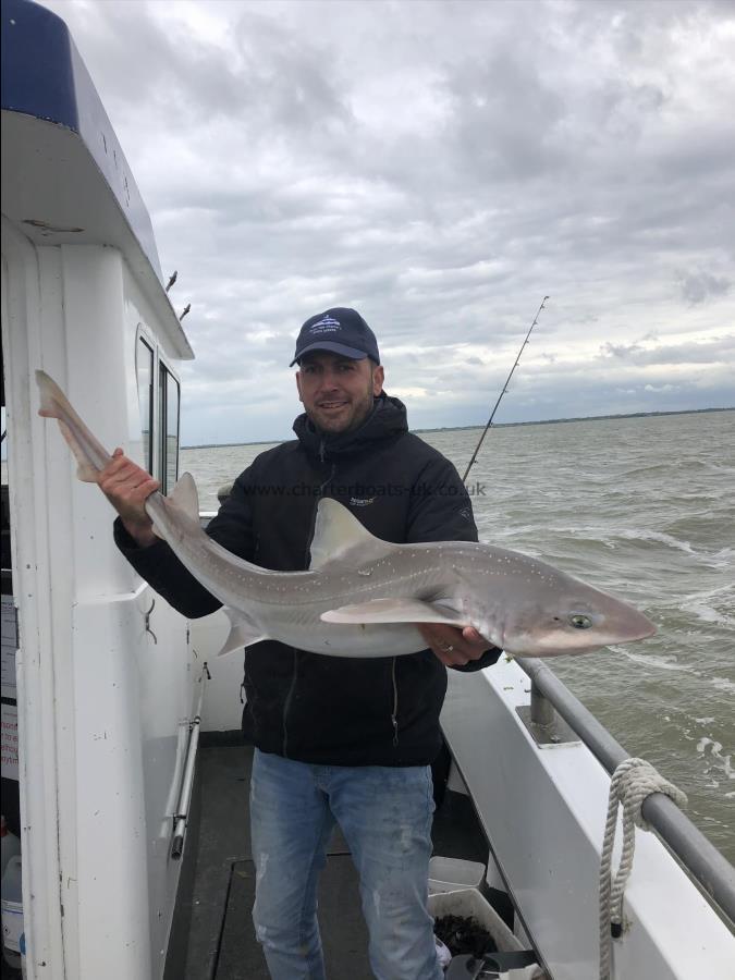 17 lb 3 oz Starry Smooth-hound by Unknown