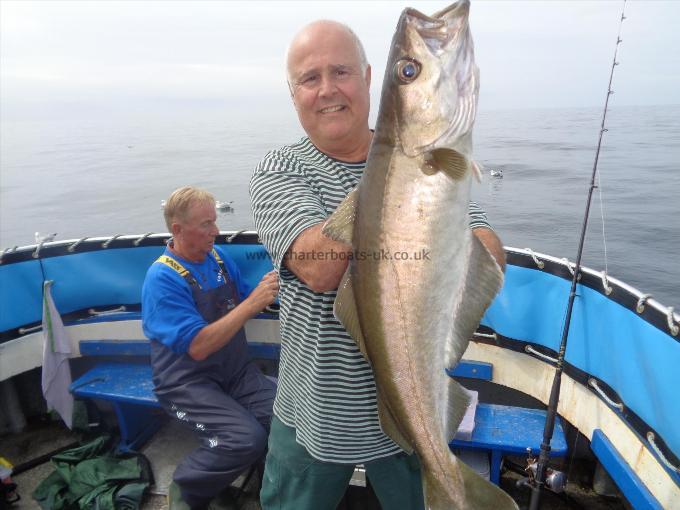 12 lb 10 oz Pollock by one of many caught by gary